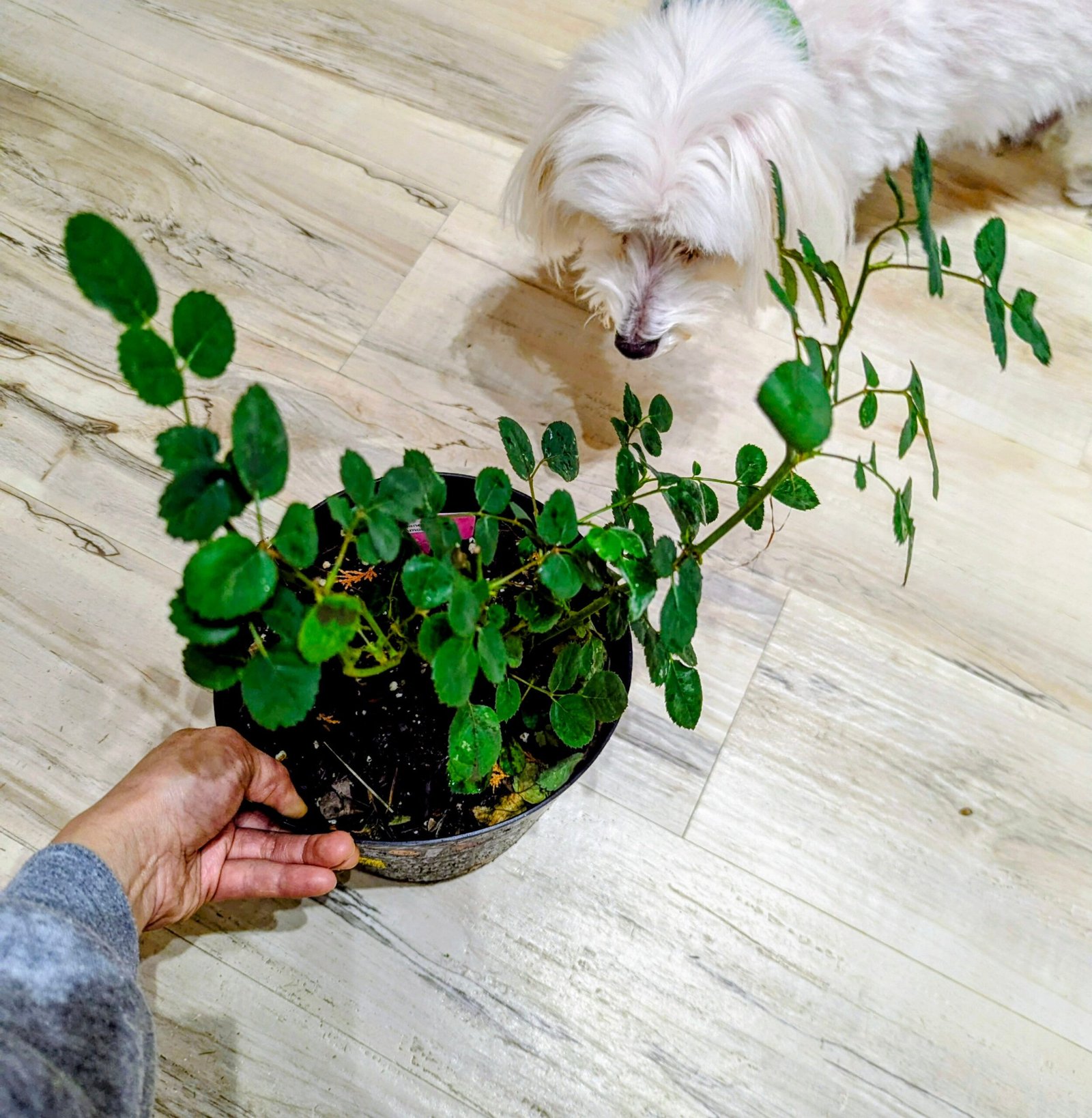 Te red wedding garden rose plant large flower bush deciduous shrub - Image 8