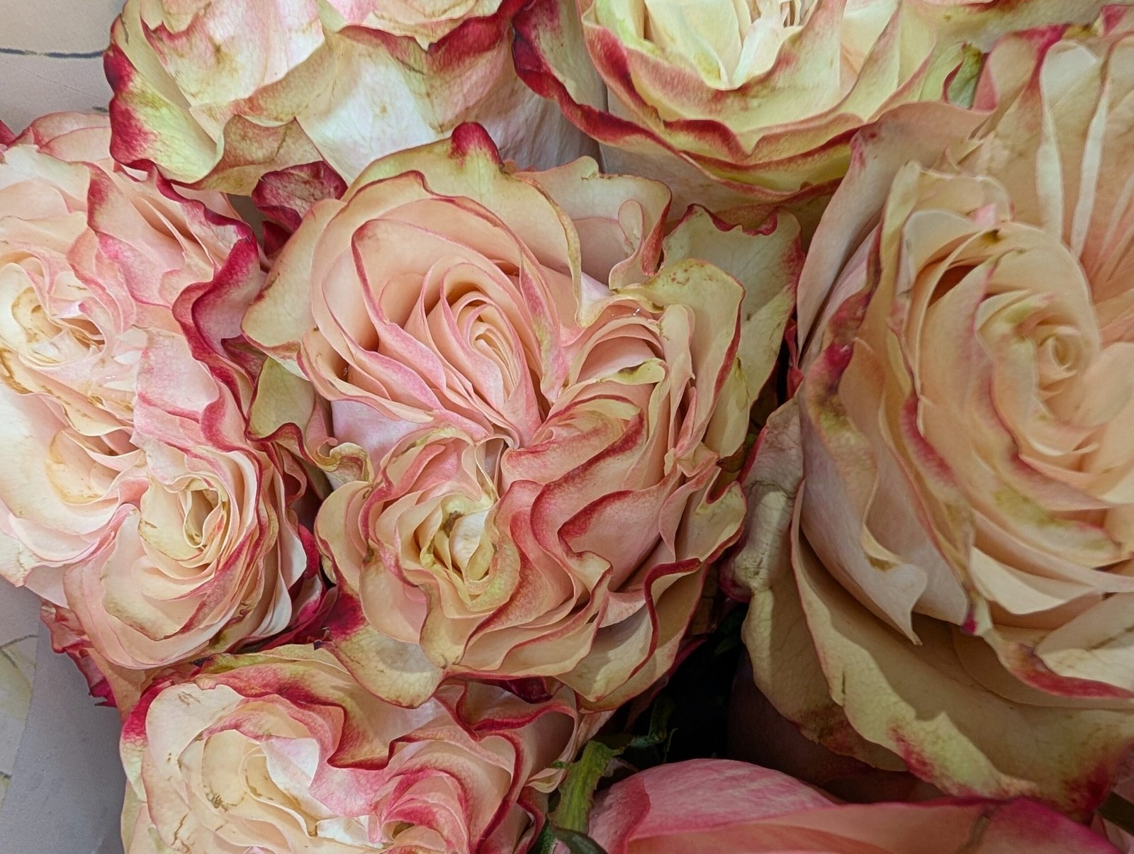 Country Candy garden rose plant flower bush deciduous shrub - Image 5