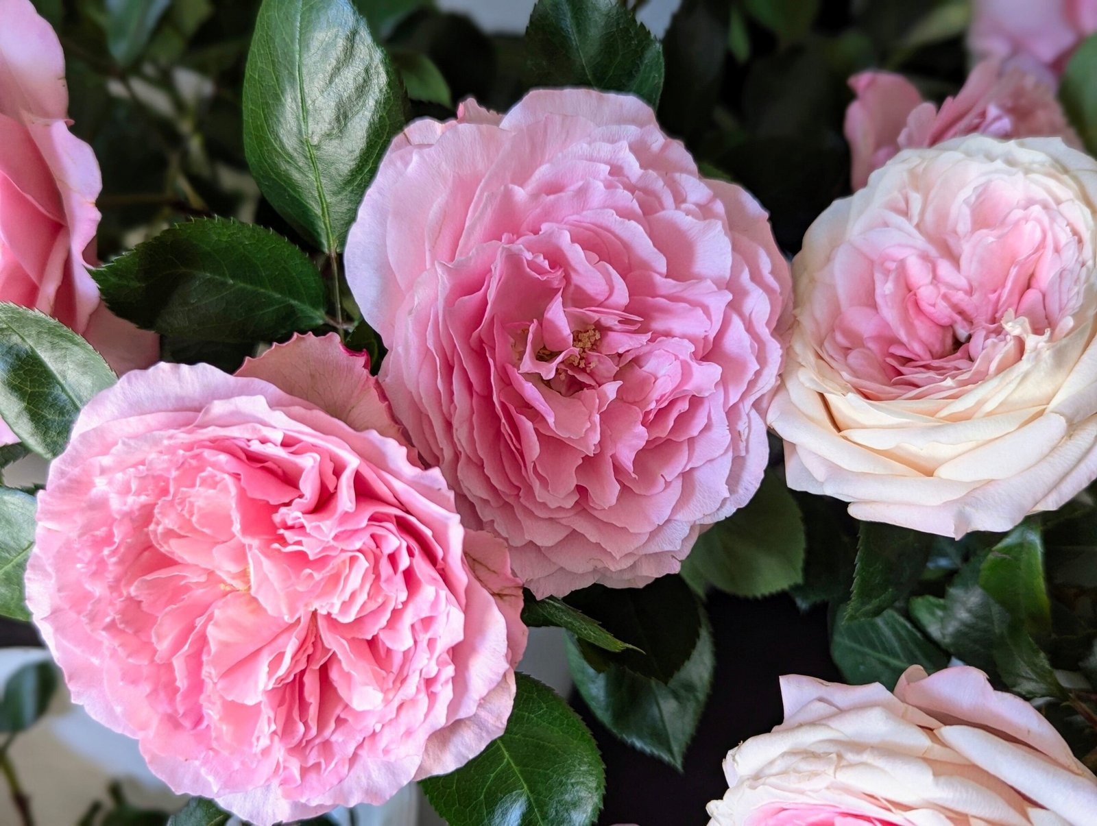 Mayra P. garden rose plant flower bush deciduous shrub - Image 3