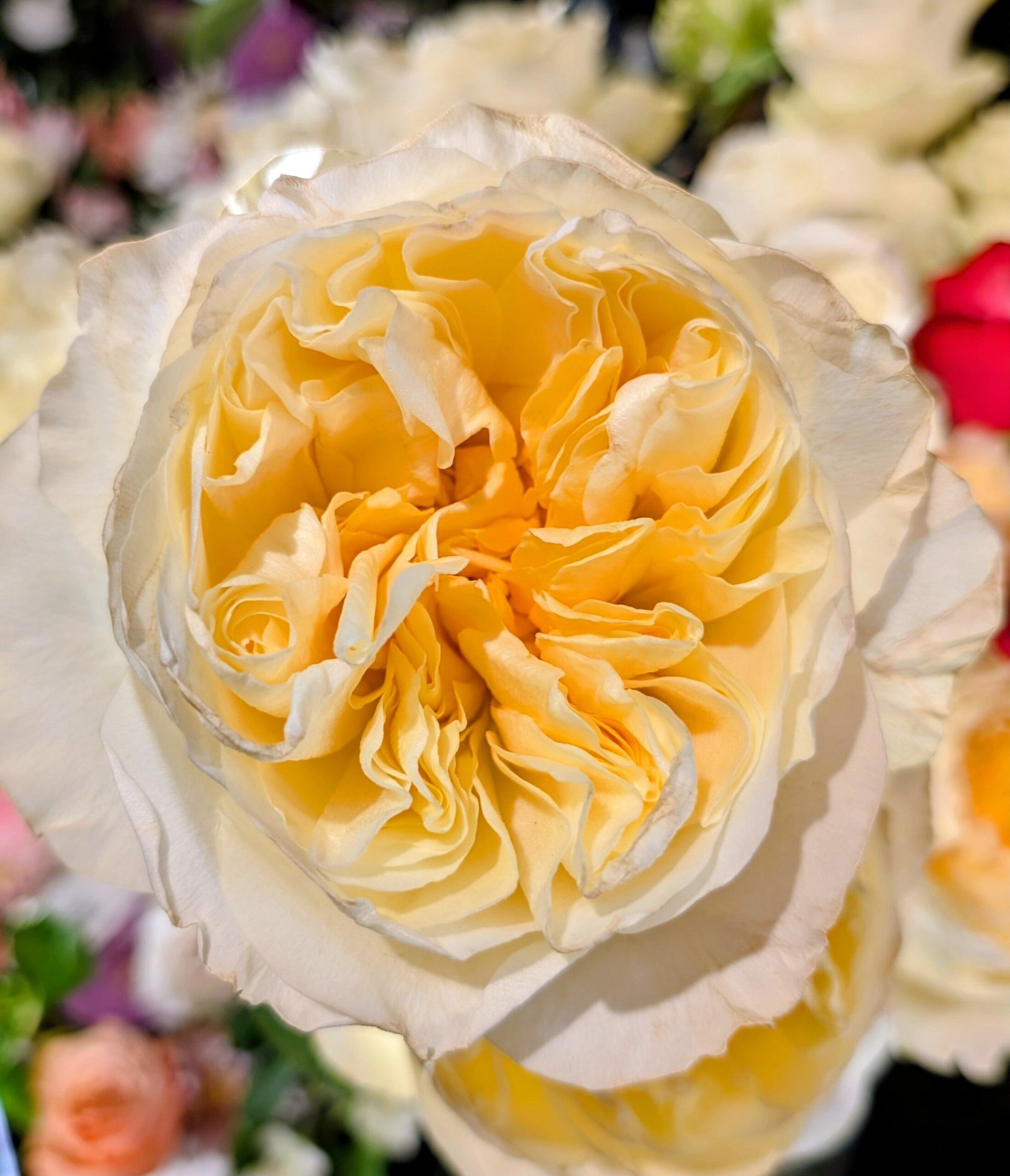 Antonia's Garden rose plant large flower bush deciduous shrub - Image 8