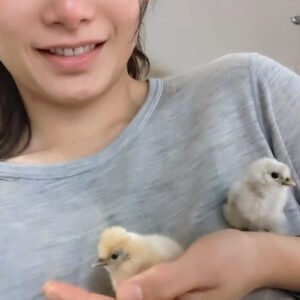 2 baby silkie chicks