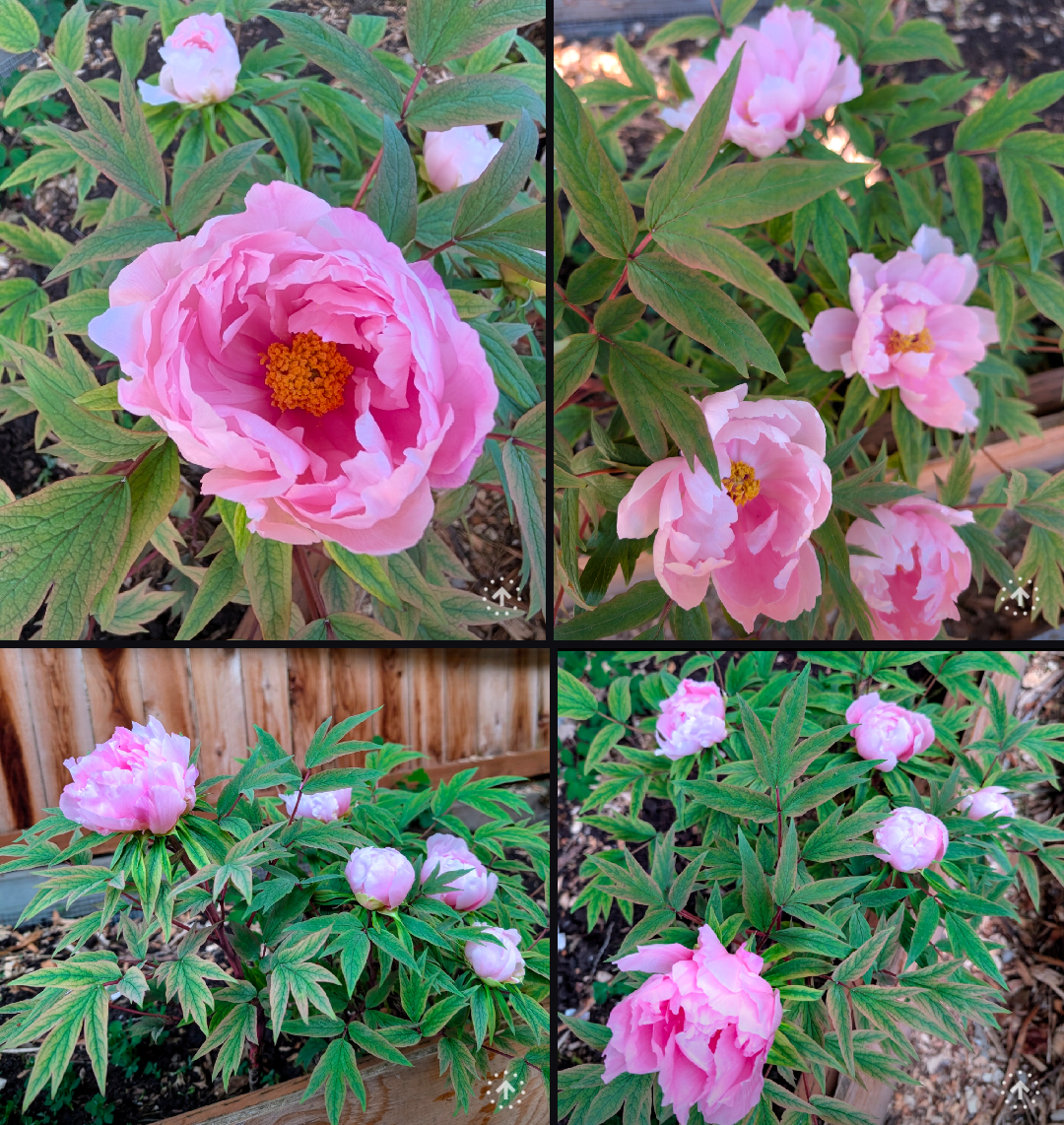 "Yachiyo tsubaki" large flower Japanese tree peony - Image 4