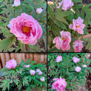 "Yachiyo tsubaki" Japanese tree peony