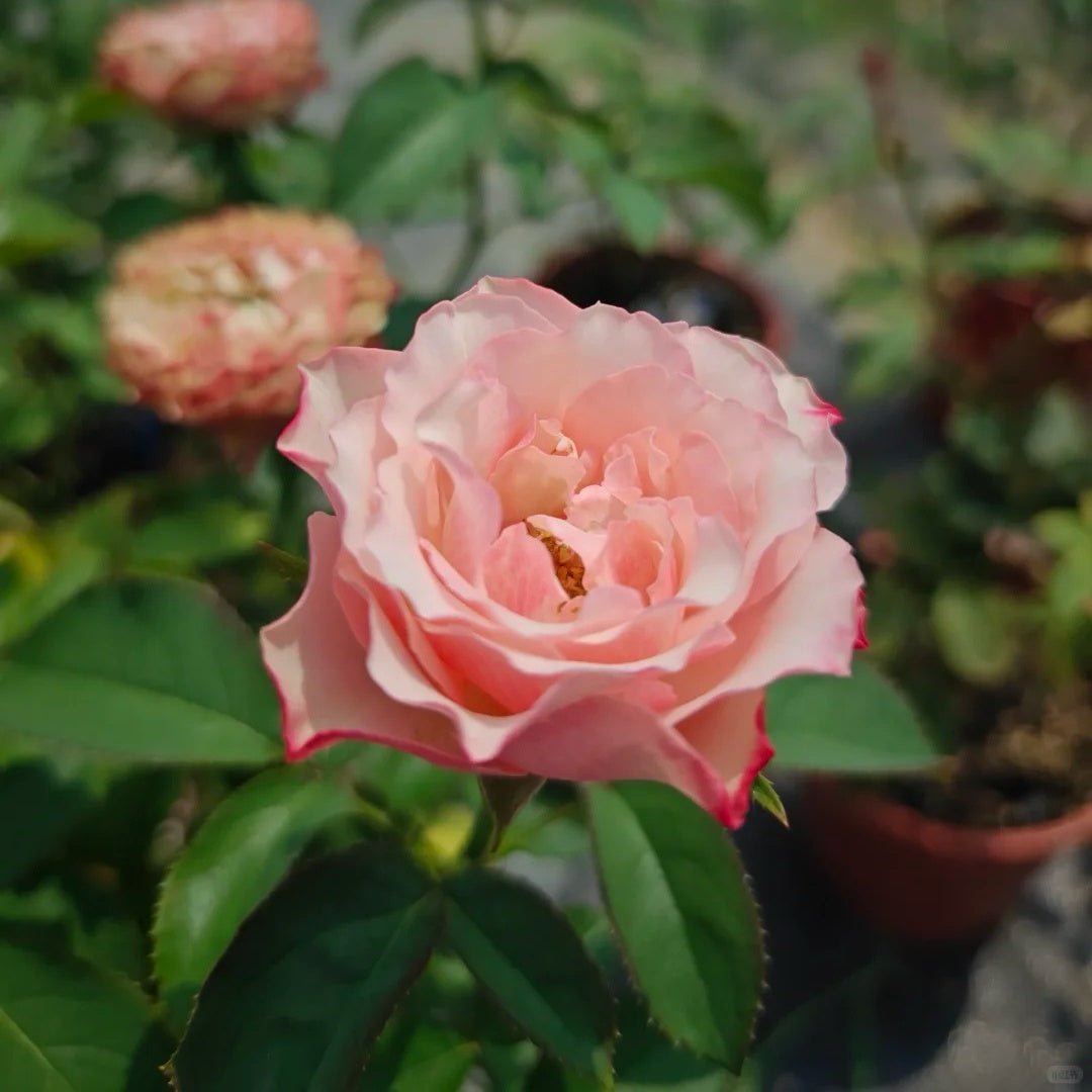 Country Candy garden rose plant flower bush deciduous shrub - Image 3