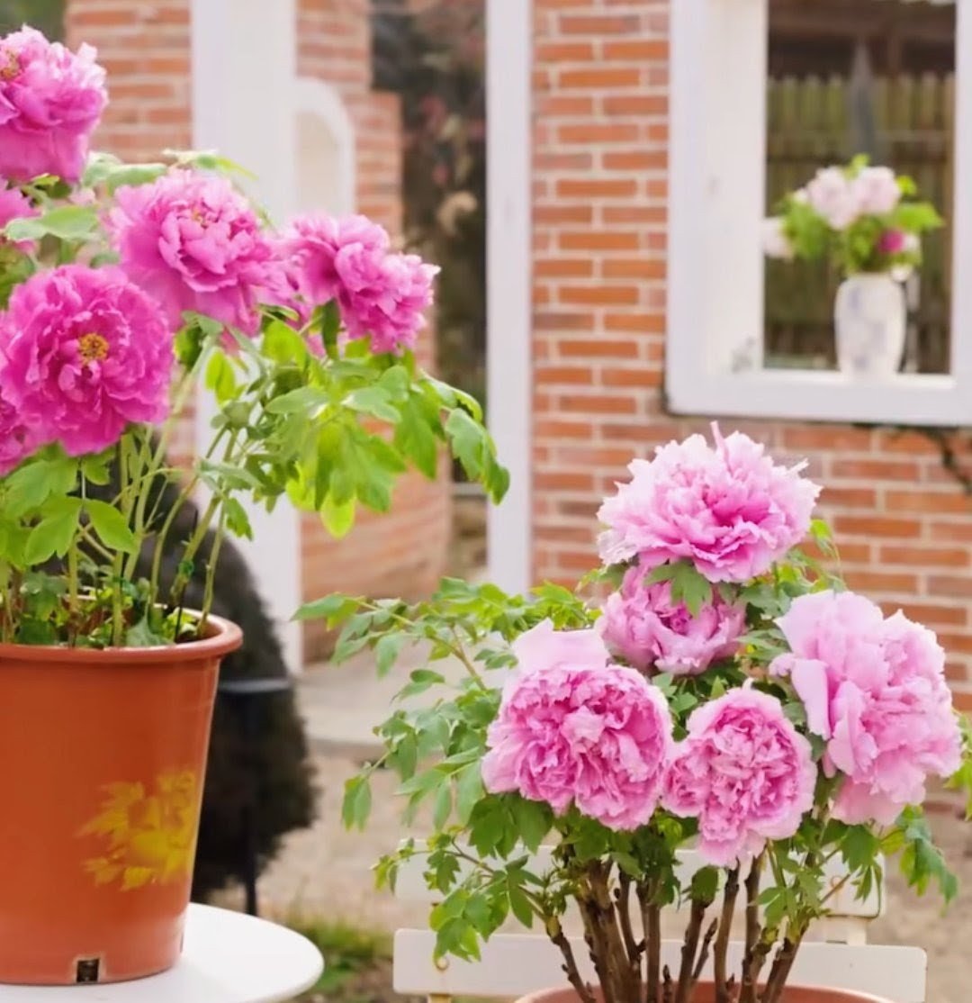 2 trees - Duo pink 2 large flower plants - Image 2