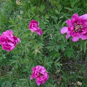 Yin Zhen Xiu Hong Pao tree peony