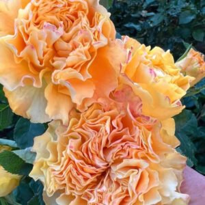 Reeva garden rose