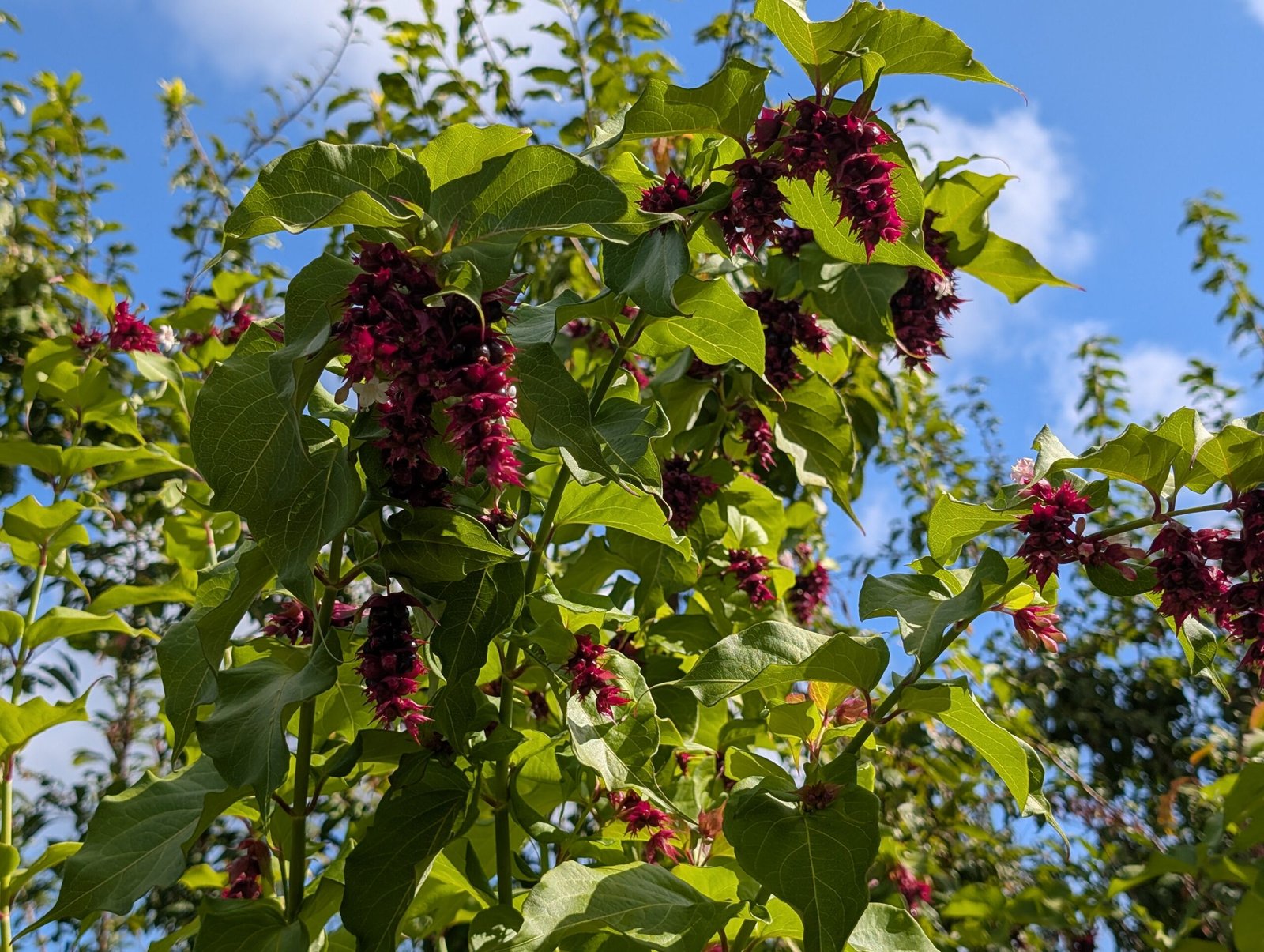 Free Himalayan honeysuckle seeds and cuttings - Image 7