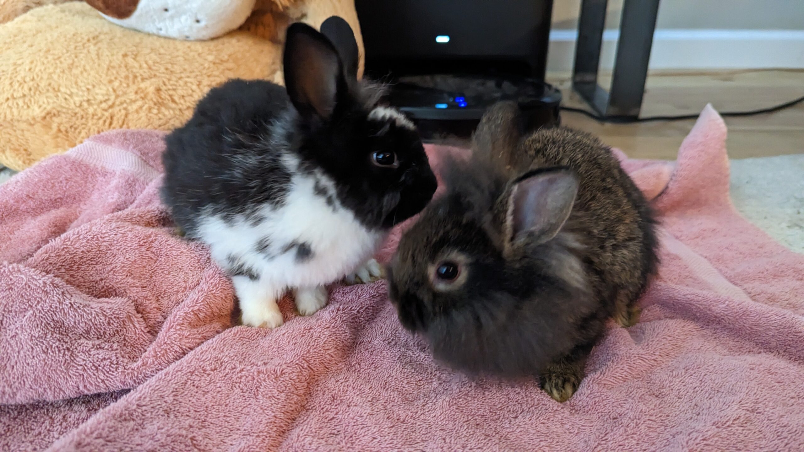 2-6 month old bunny rabbits - Image 3