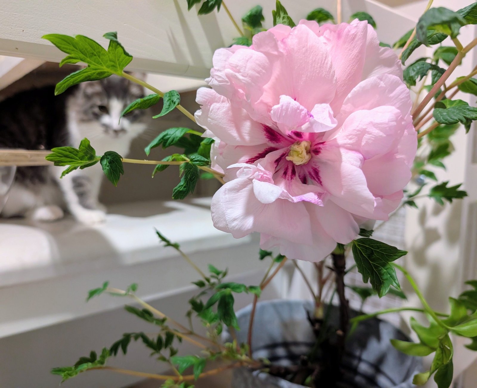 2 trees - Duo pink 2 large flower plants - Image 7