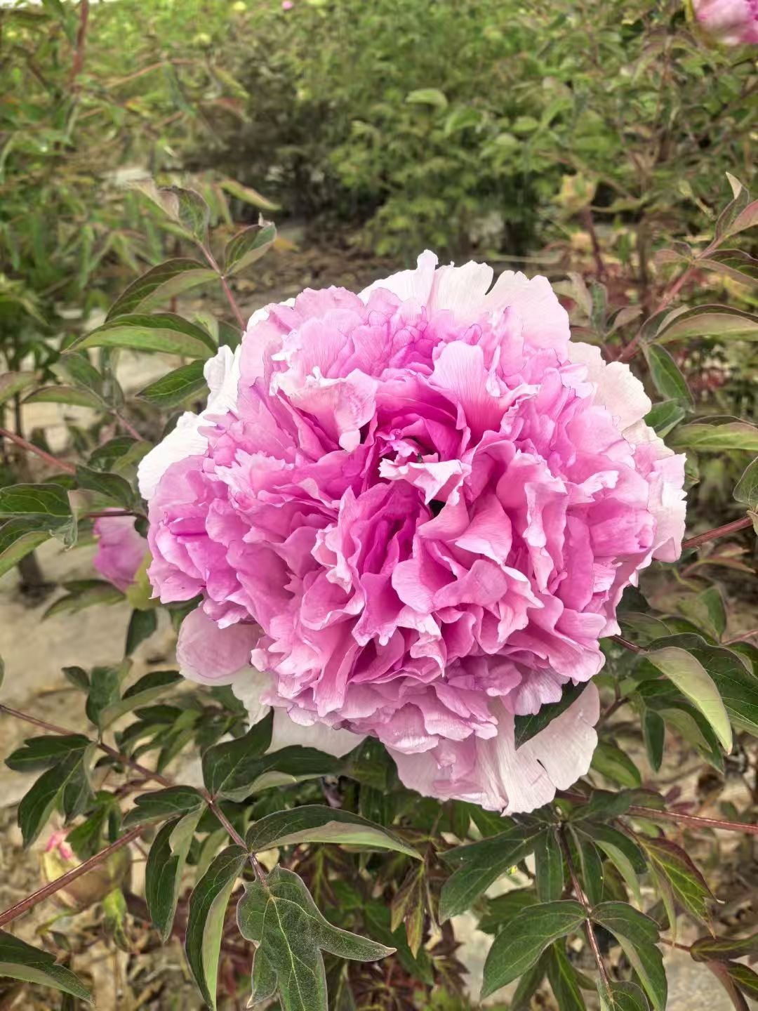 Fen Xiu Qiu tree peony - Image 5