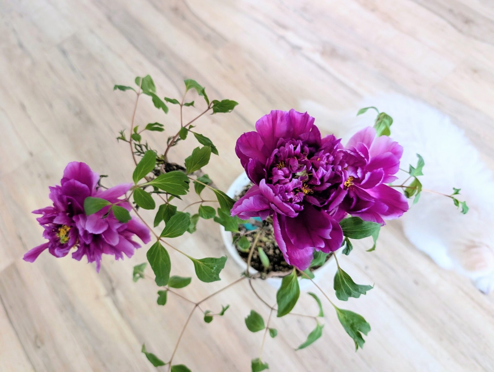 "Champion Crown" large flower tree peony - Image 4