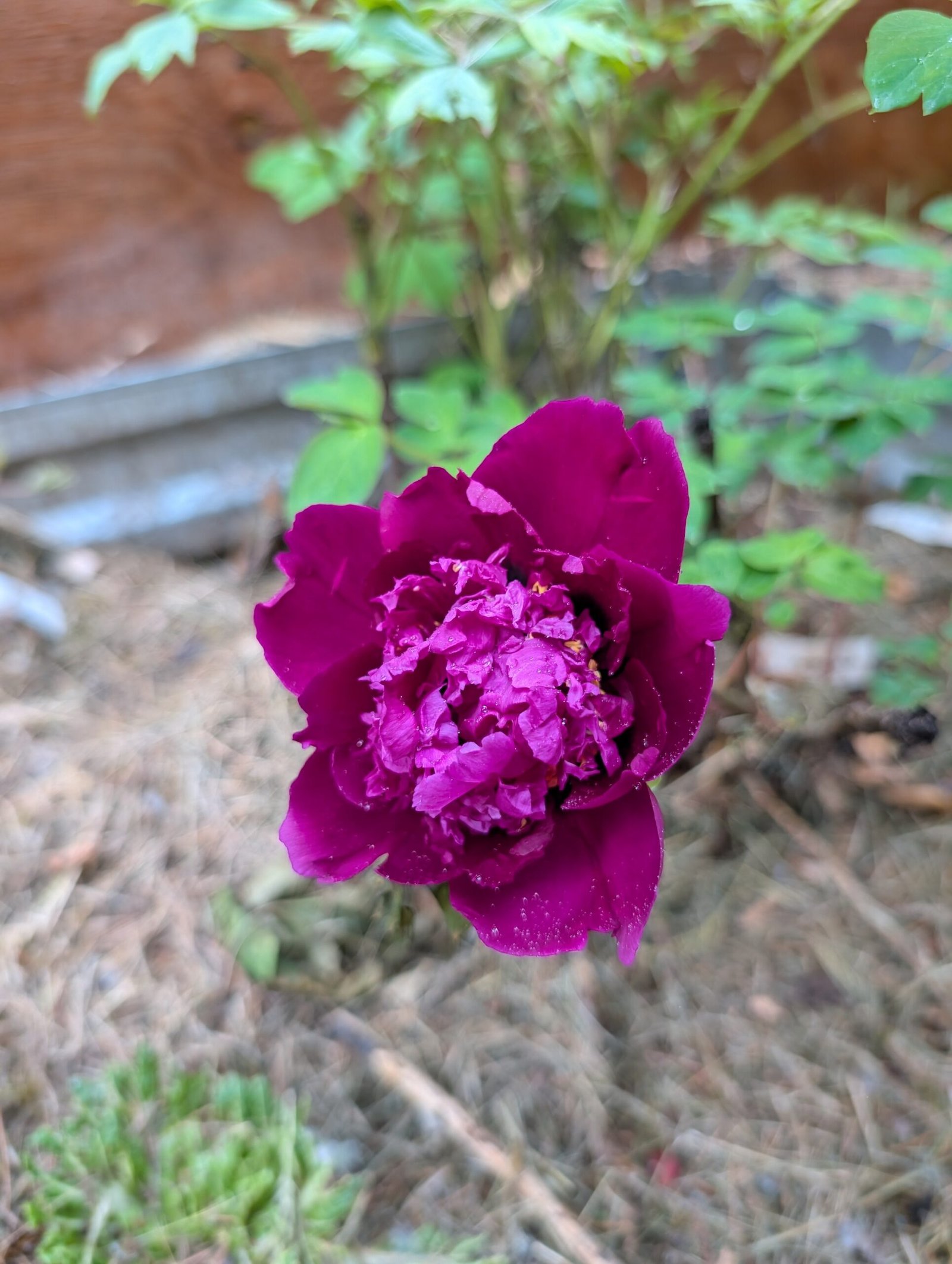 Chrysanthemum Moon Zi Ju Ban Yue tree peony - Image 4