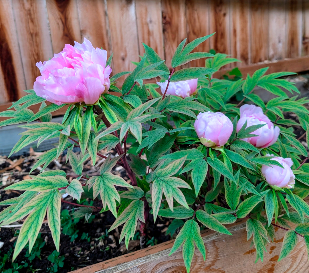 "Yachiyo tsubaki" large flower Japanese tree peony - Image 5