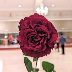 Hearts garden rose plant flower bush shrub