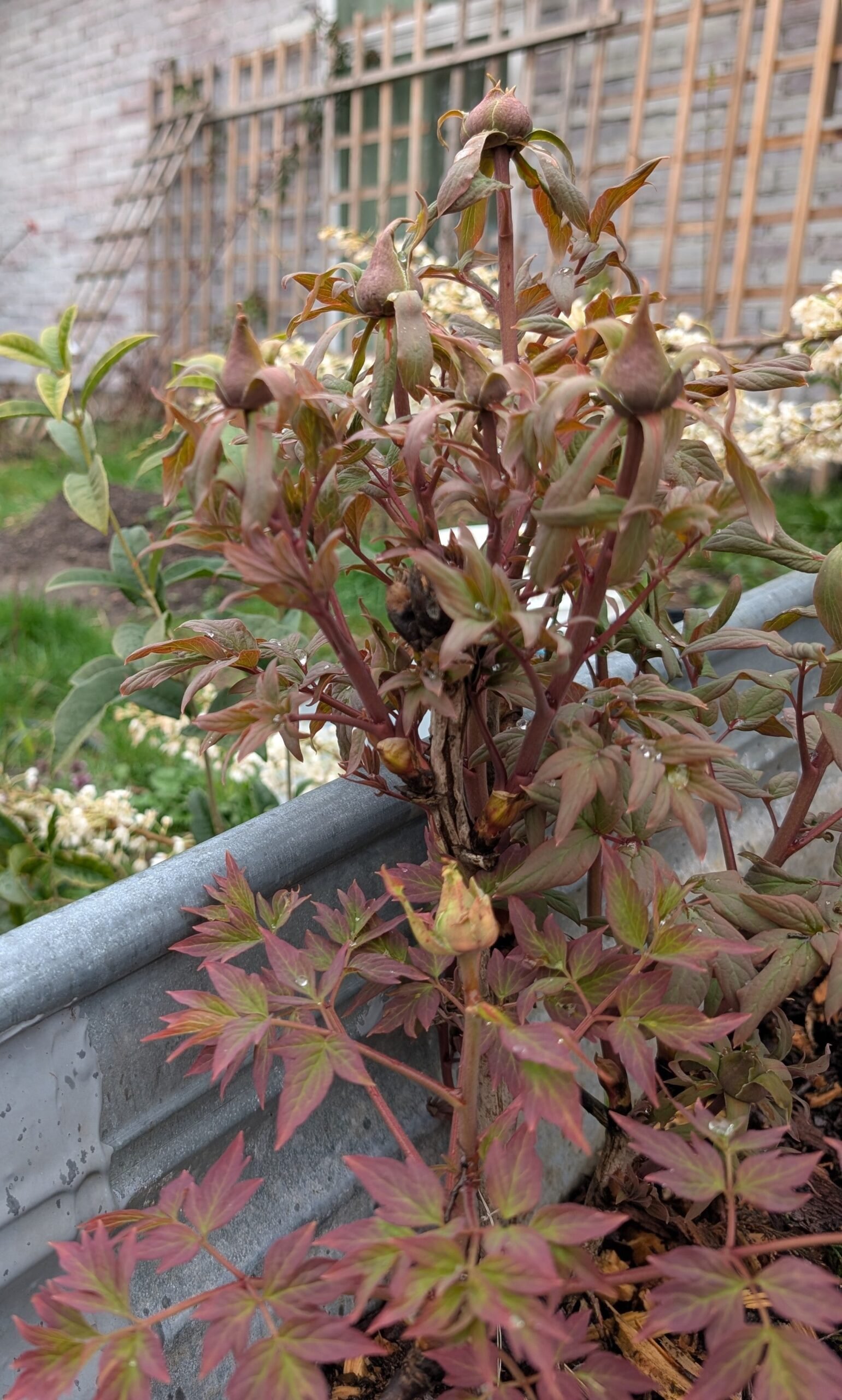 "Yachiyo tsubaki" large flower Japanese tree peony - Image 14
