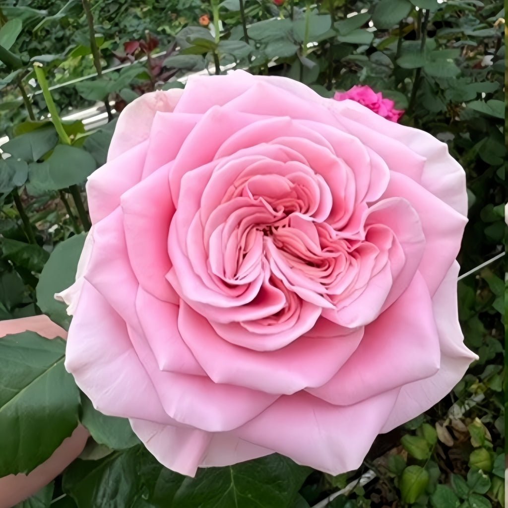 Rebellion Pink garden rose plant flower bush shrub - Image 3