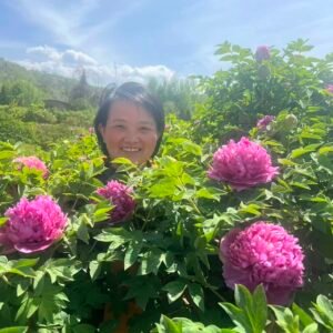 Hong Lou Jing Meng tree peony