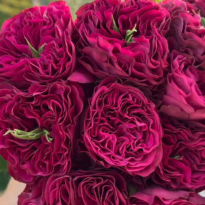 Cherry Velvet garden rose plant flower bush shrub