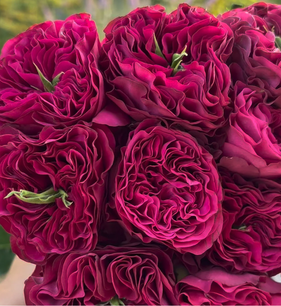 Cherry Velvet garden rose plant flower bush shrub