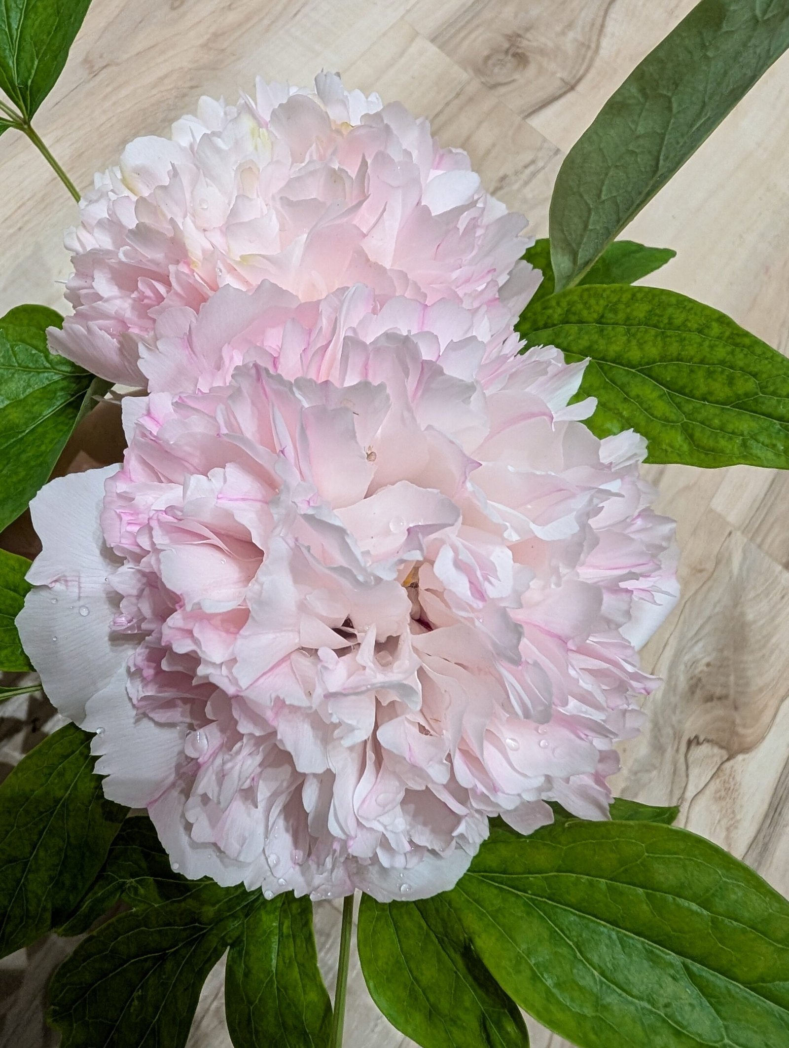 "Red thread girl" large flower tree peony Preorder for fall 2026 - Image 13