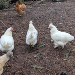 White 6 month old bantam satin silkie hen chicken