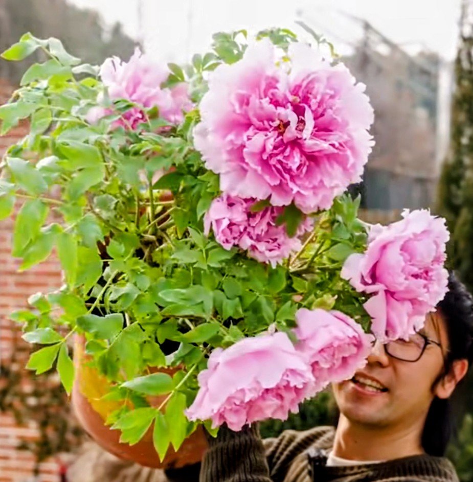 2 trees - Duo pink 2 large flower plants - Image 3