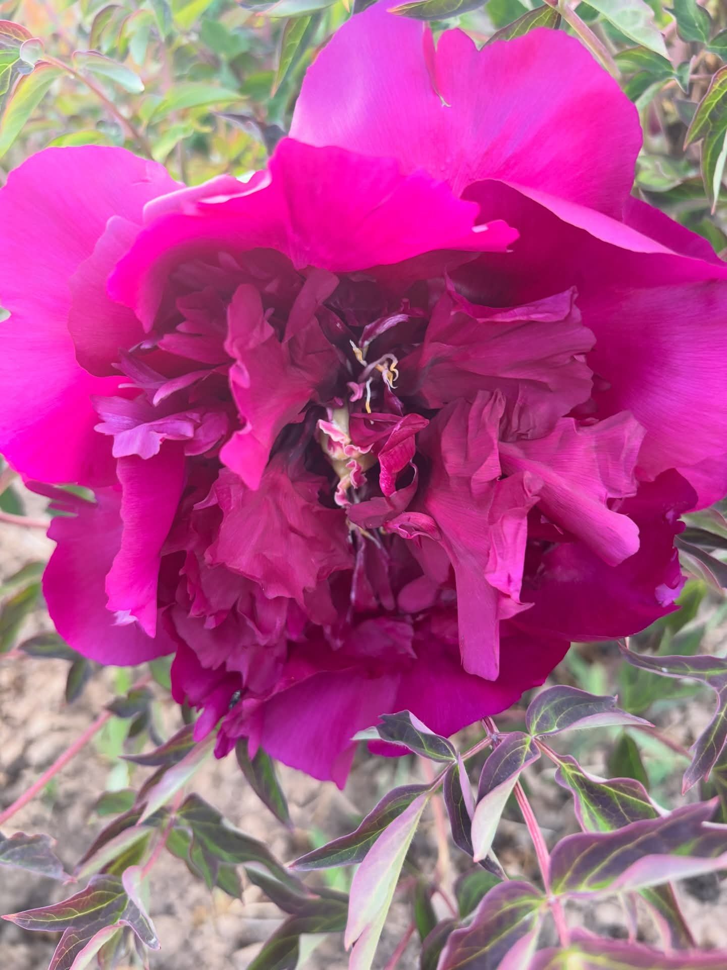 Hei Mei Gui tree peony - Image 3