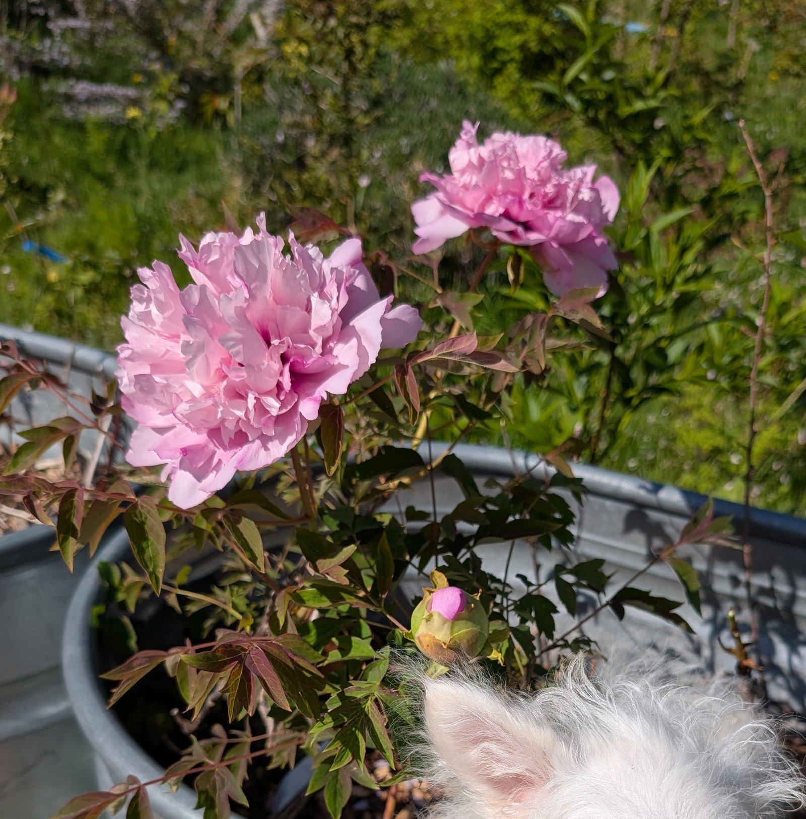 "Pink crown jade beads" tree peony - Image 9