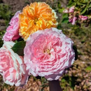 Mayra P. garden rose plant flower bush deciduous shrub