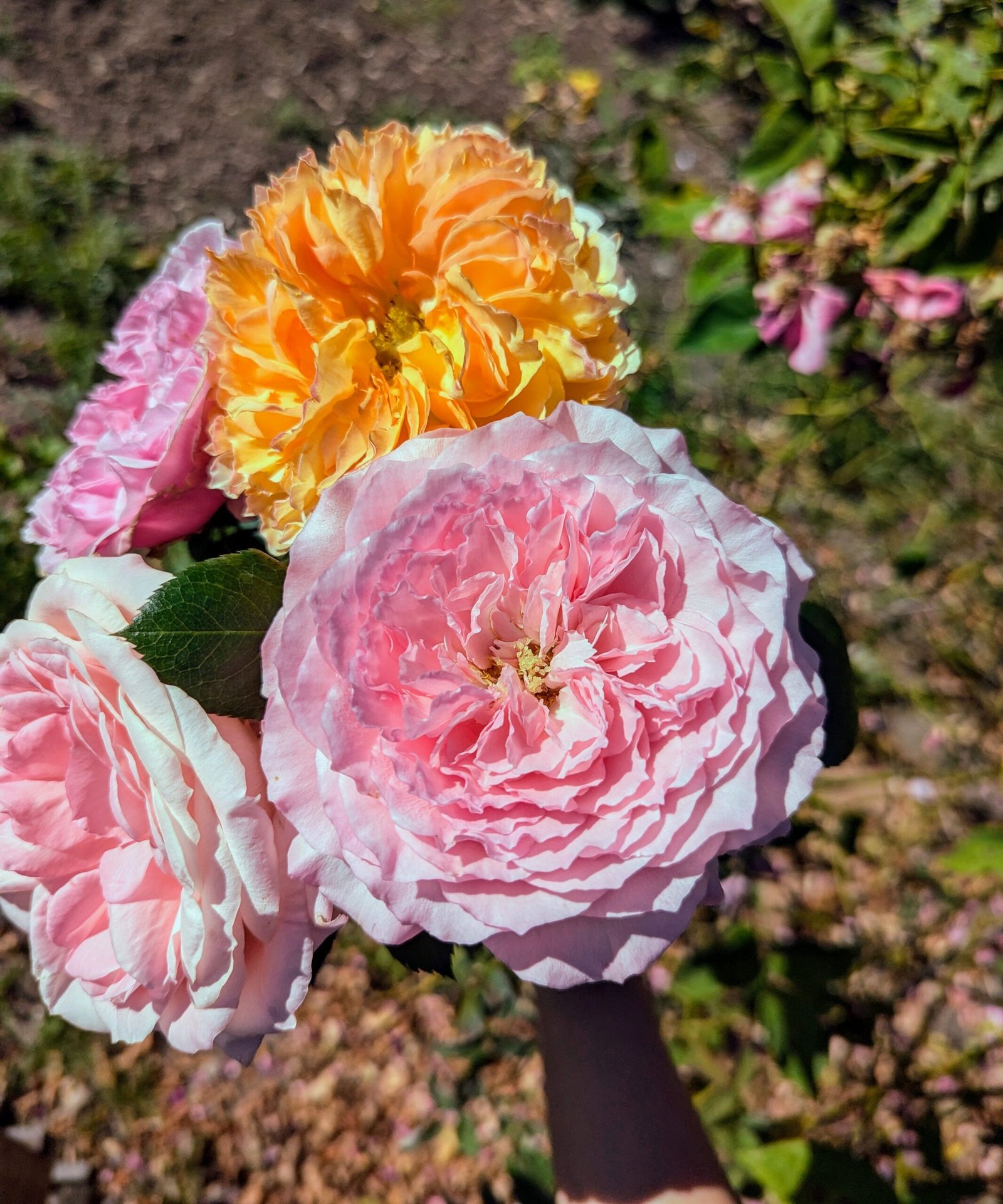Mayra P. garden rose plant flower bush deciduous shrub