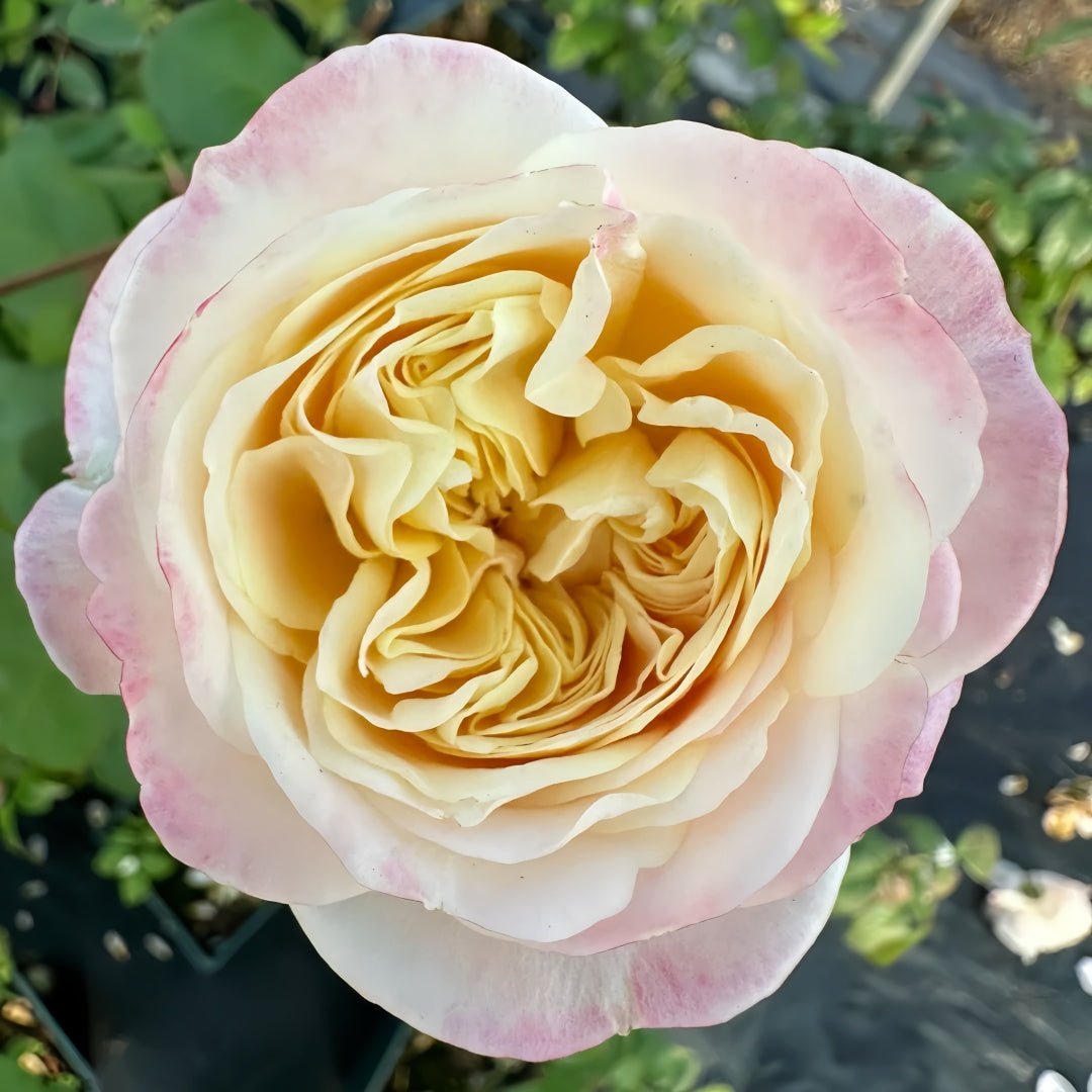 Priscilla color changing garden rose plant flower bush shrub - Image 5