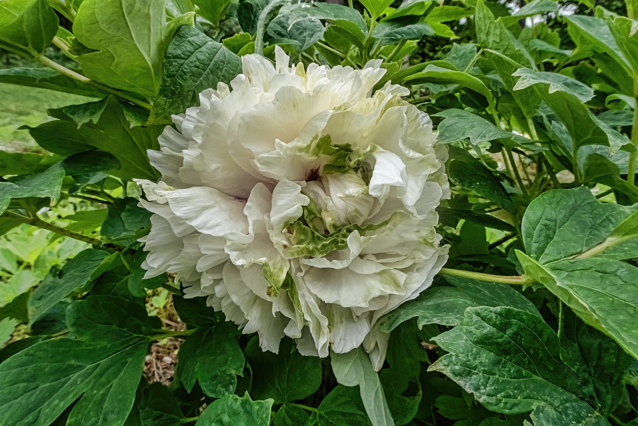 "Green peas" large flower tree peony - Preorder for fall 2026 - Image 3
