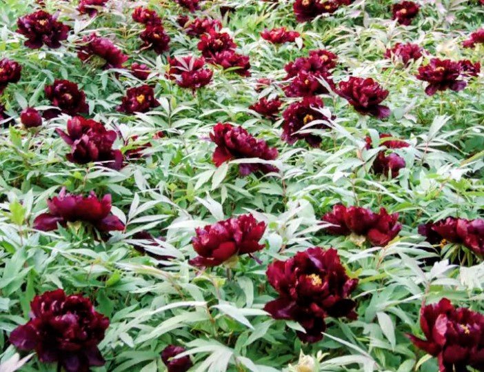 Hatsugarasu Japanese large flower tree peony Preorder for fall 2026 - Image 8