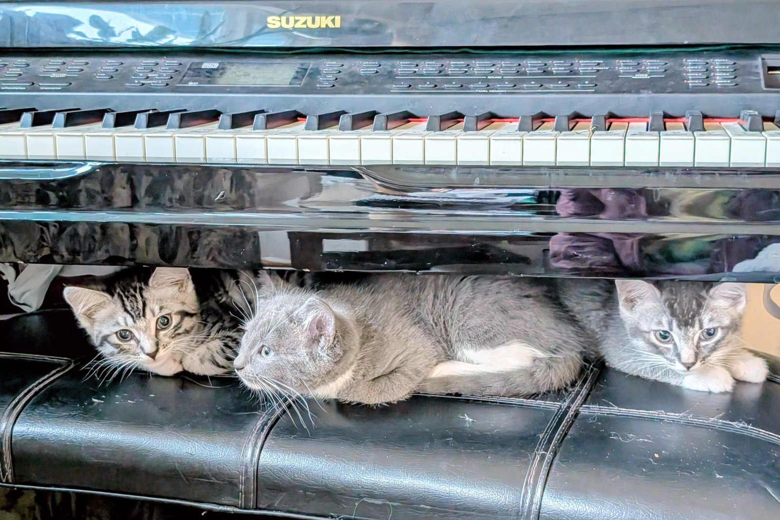 2.5 month old kitten kitty cats - Image 4