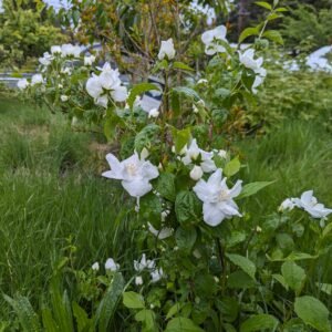 Free Mock Orange plant cuttings