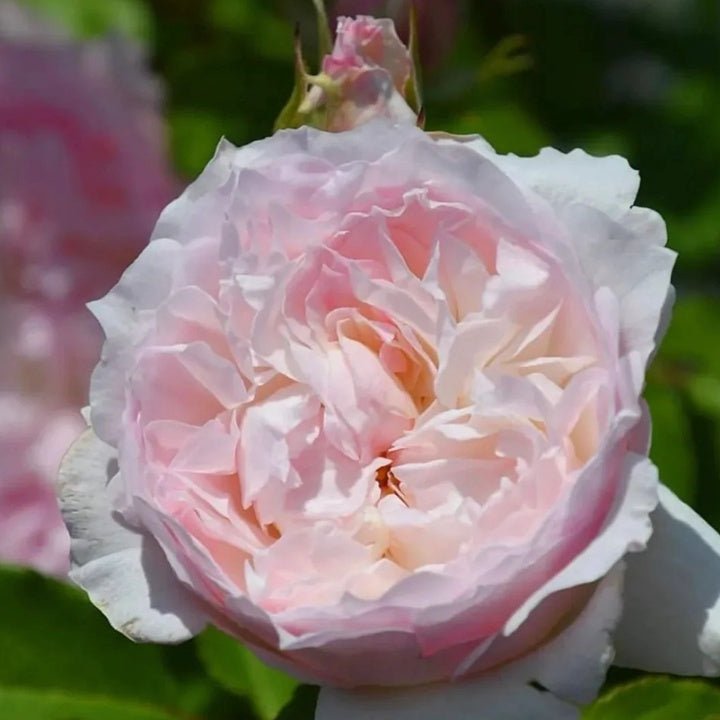 Le Rire garden rose plant flower bush shrub - Image 3