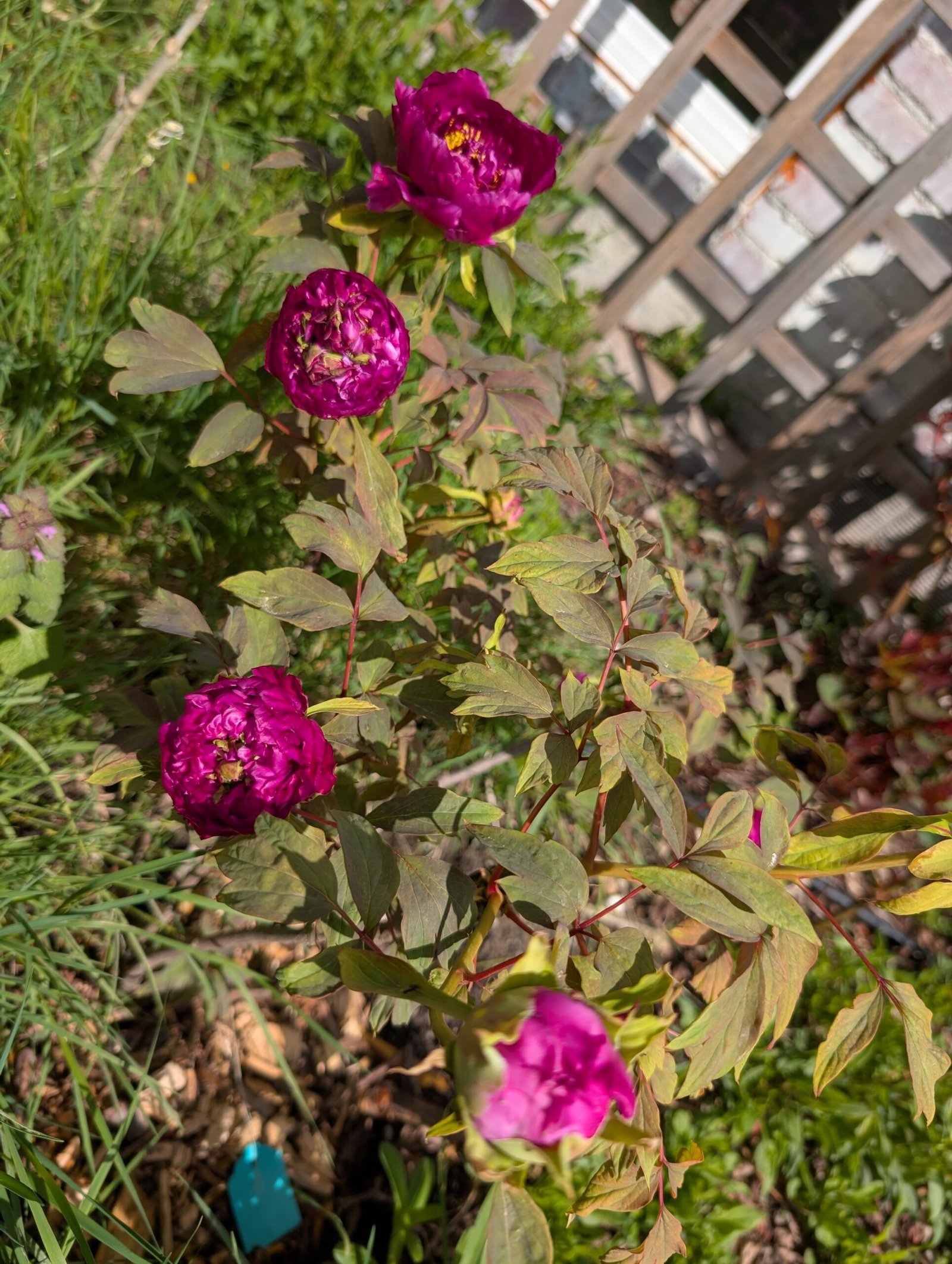 Random and lost tag large flower tree peony with flowers - Image 7