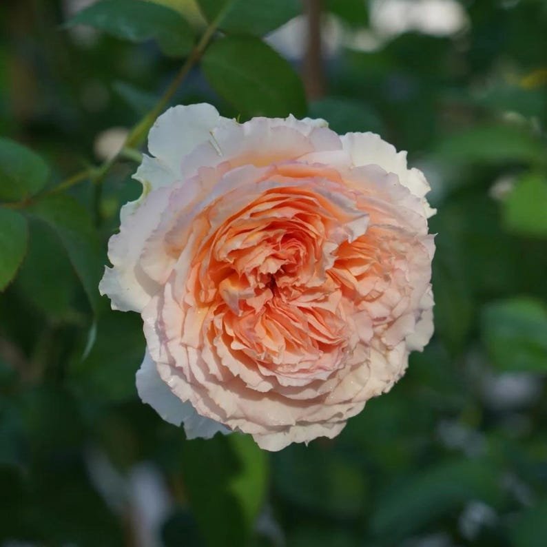 Träumerei Japanese garden rose plant flower bush shrub - Image 3