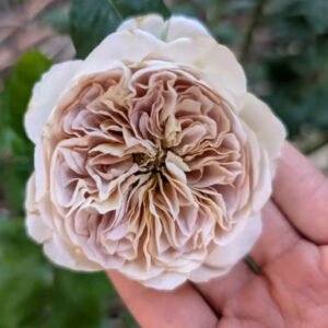 Cafe Latte garden rose plant flower bush shrub