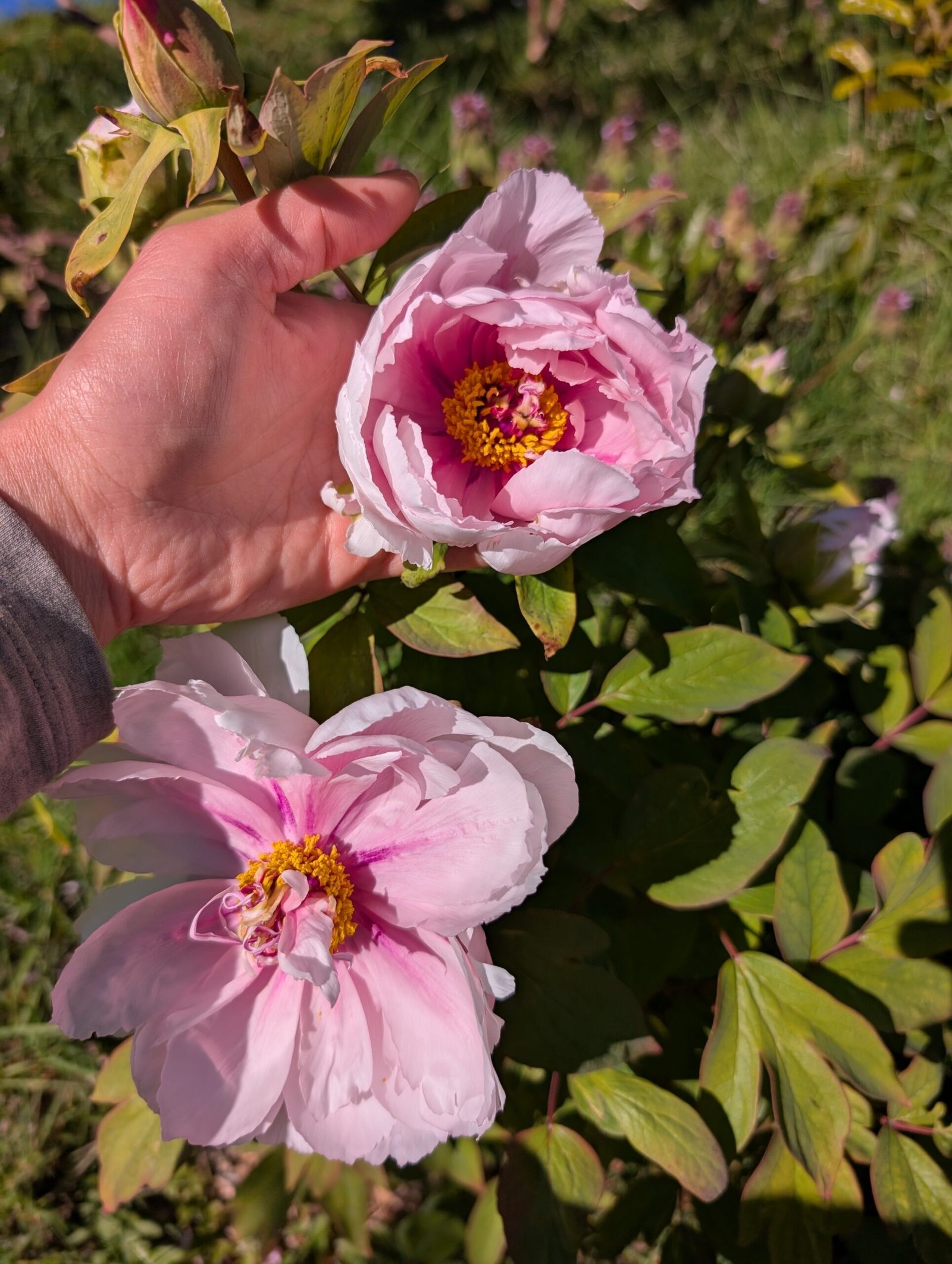 "Peach blossom in the snow" large flower tree peony - Image 6