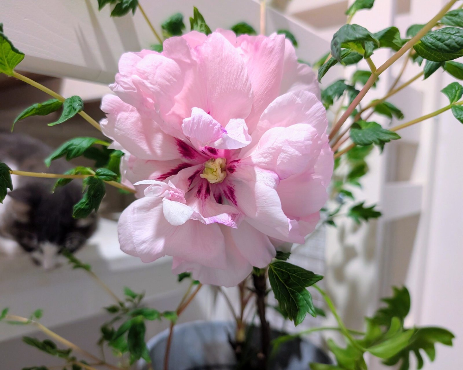 2 trees - Duo pink 2 large flower plants - Image 8