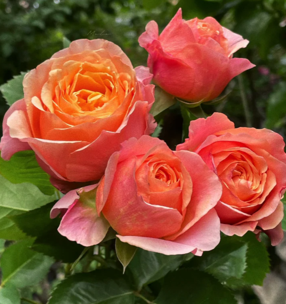 Victoria's Secret garden rose plant flower bush shrub - Image 3