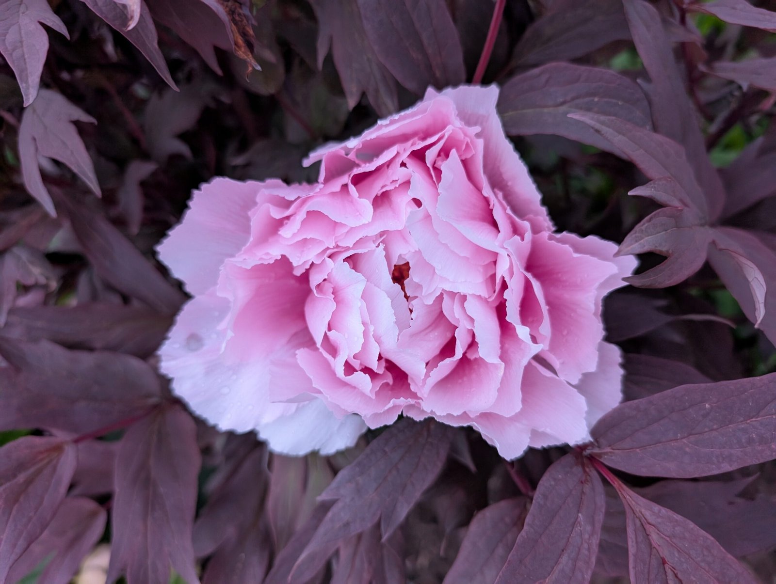 Purple leaf pink Eternal Camellias Japanese tree peony - Image 8