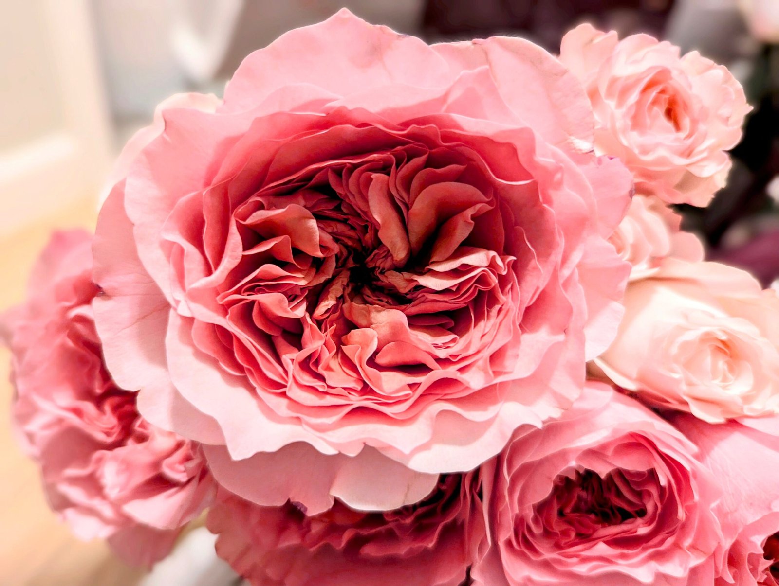 Mil wedding garden rose plant flower bush shrub - Image 11