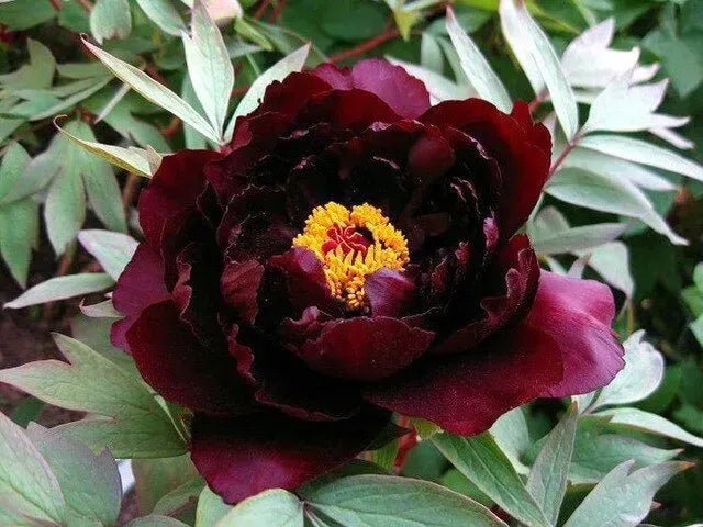 Hatsugarasu Japanese large flower tree peony Preorder for fall 2026 - Image 5