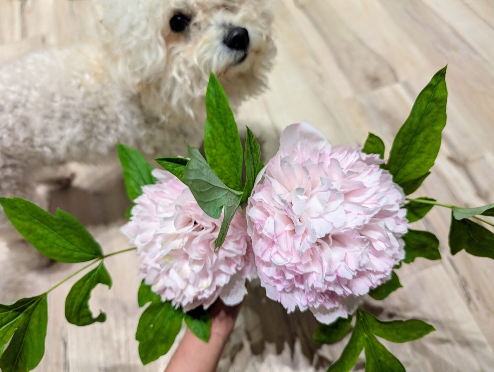 "Red thread girl" large flower tree peony Preorder for fall 2026 - Image 11