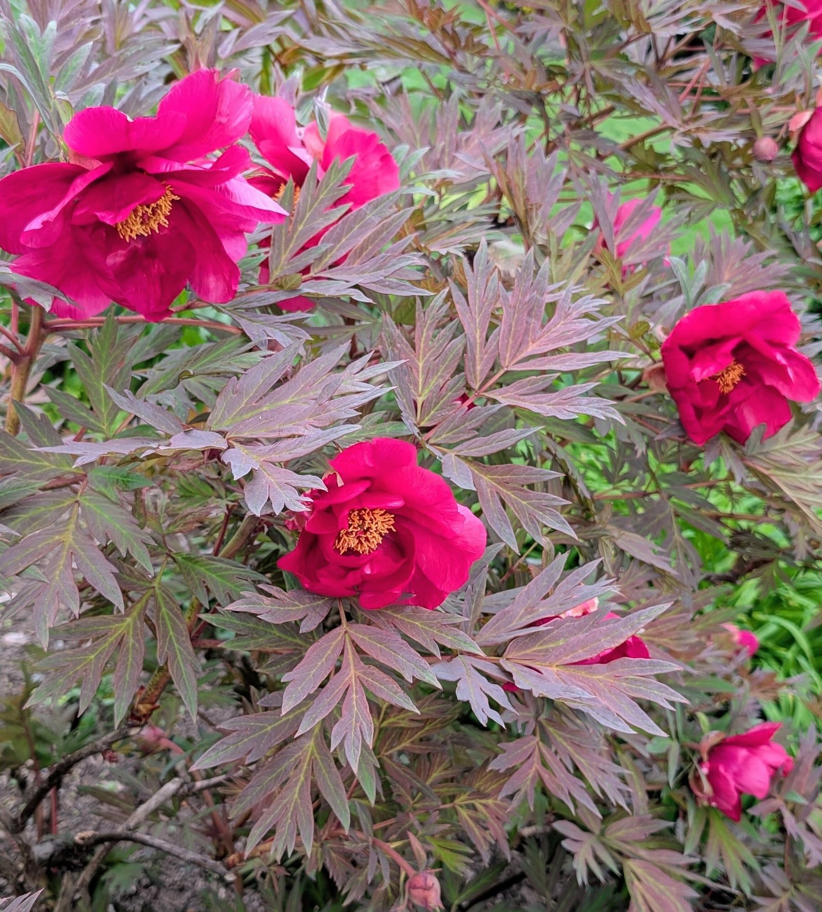 Chinese Dragon tree peony - Image 3