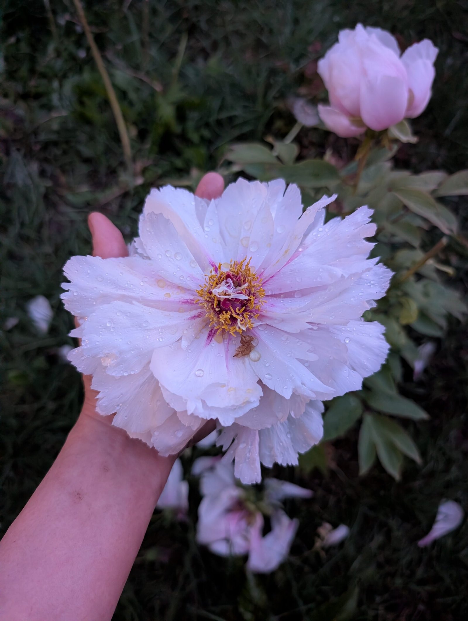 "Peach blossom in the snow" large flower tree peony - Image 3