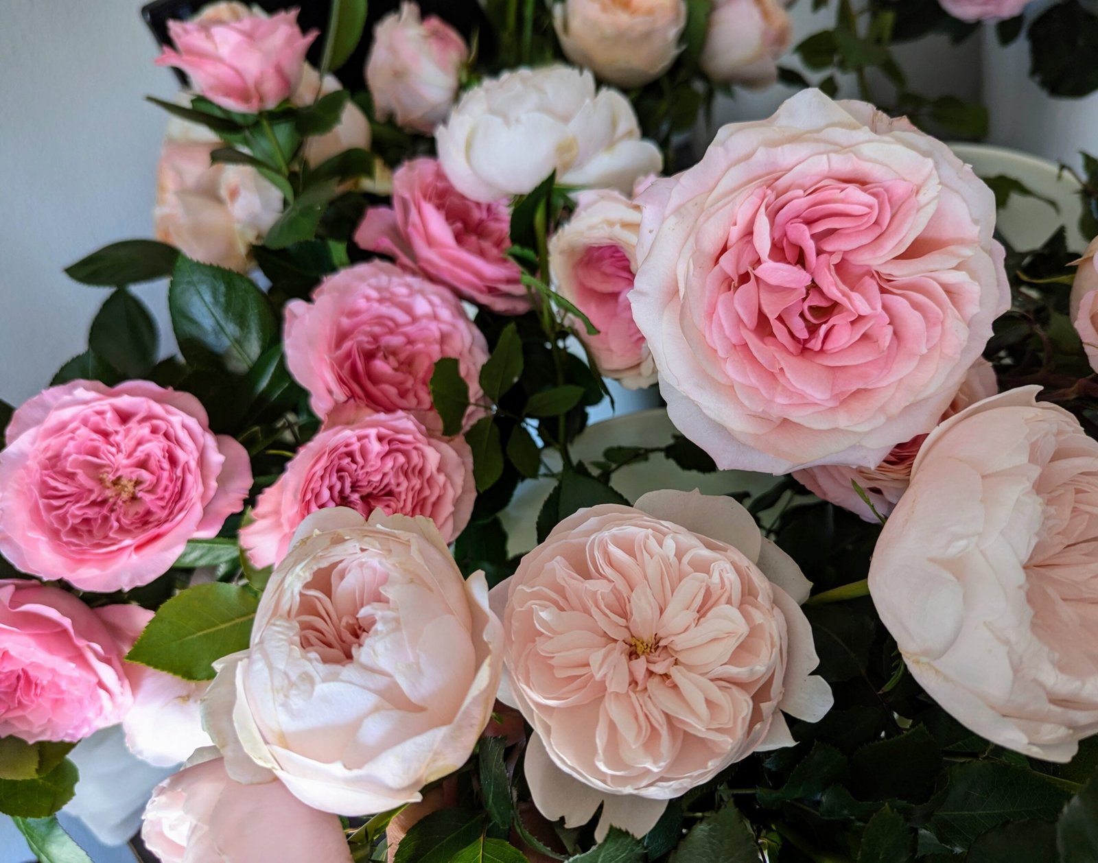 Mariatheresia garden rose plant flower bush shrub - Image 10
